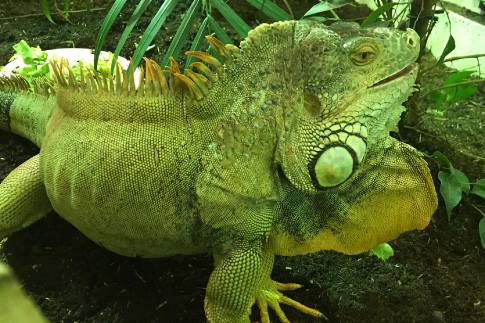 Picture of our iguana, Roy