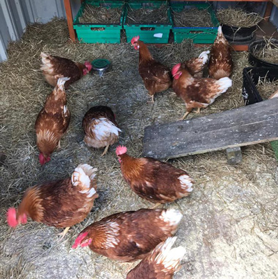 Picture of the chickens that we have rehomed
