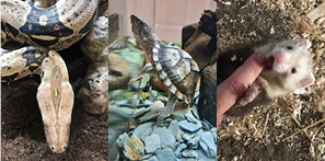 Picture of 3 of our new animals