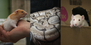 Picture of some of our new animals in the animal management department