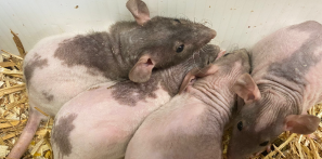 Four naked rats that recently joined our Animal Management unit.