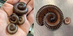 Picture of our Giant Train Millipedes
