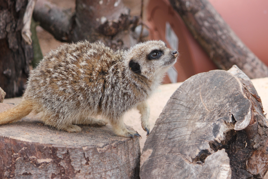 Picture of our meerkats