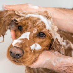 Picture of a dog getting a wash